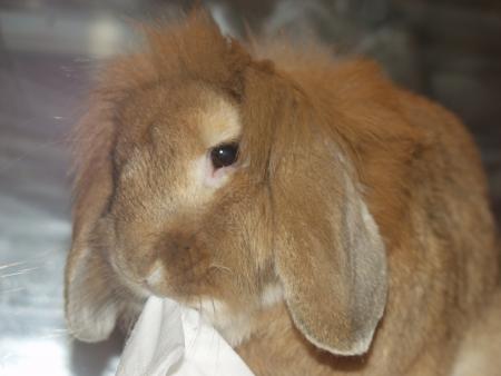 Doudou